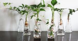 如何用植物來凈化室內污染