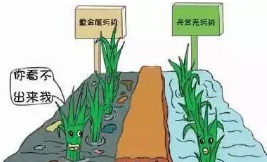 重金屬土壤對我們有哪些主要的危害?