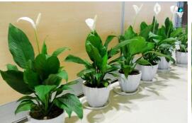 哪些新鮮植物，消除室內污染