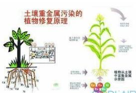 土壤“毒瘤”重金屬污染進入集中多發期