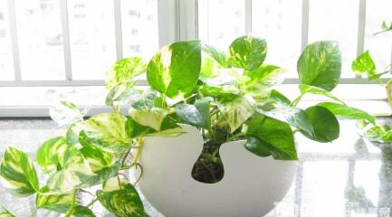 甲醛治理前需封閉12小時的奧秘