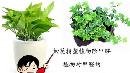 綠植真的除甲醛嗎