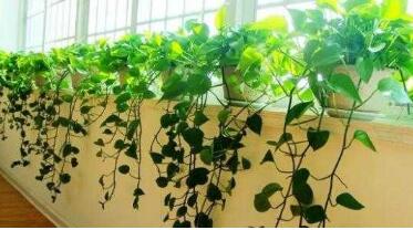 綠植真的可以去甲醛嗎？