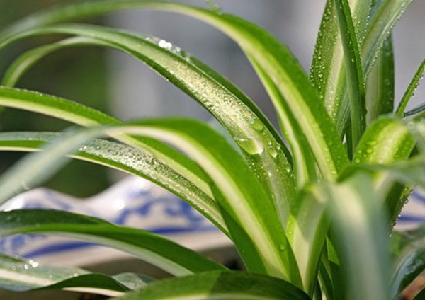 除甲醛植物