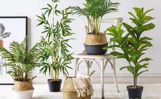 除甲醛植物
